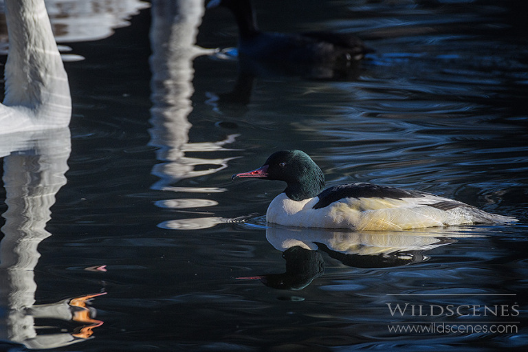 goosander at Nostell Priory