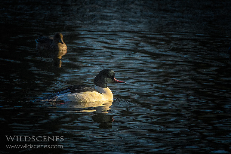 nature photography West Yorkshrre