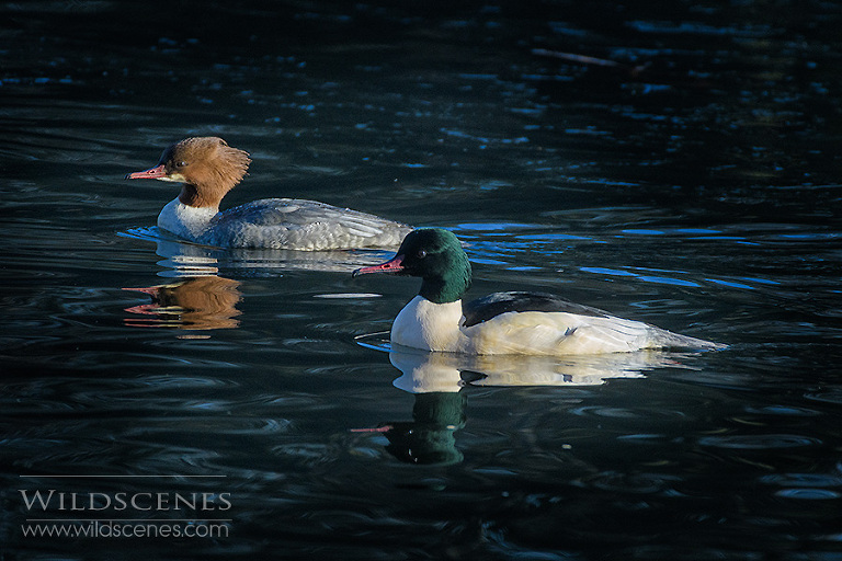 gooaander Yorkshire nature photographer