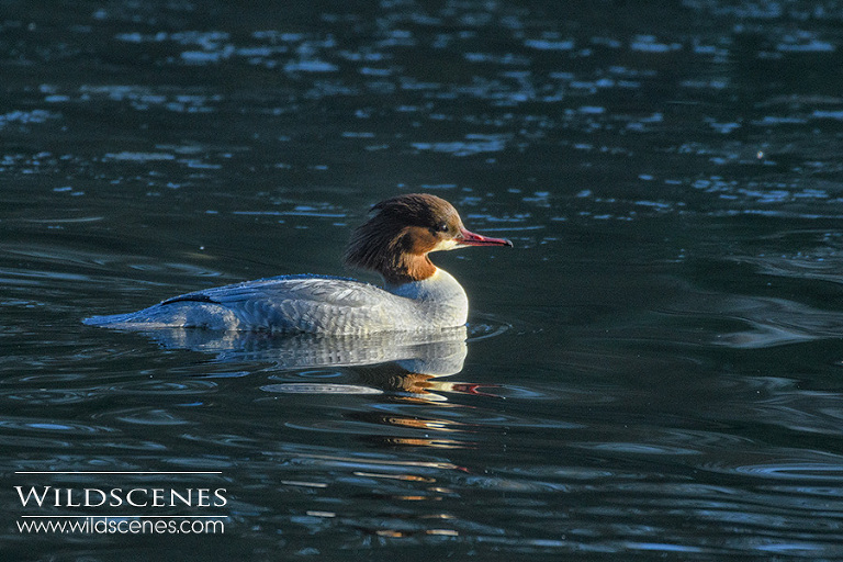 female goosander at Nosetll Priory NT