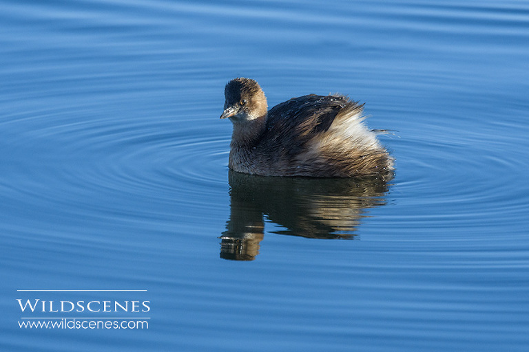 winter plumage little grebe