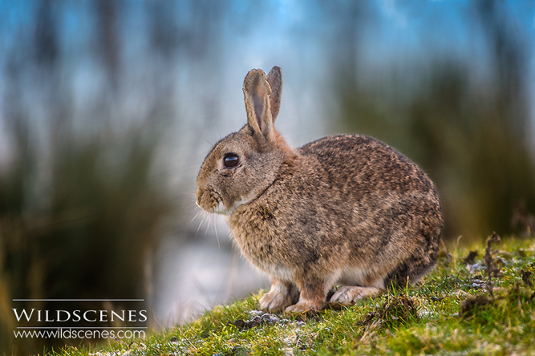 rabbit at Old Moor RSPB reserve