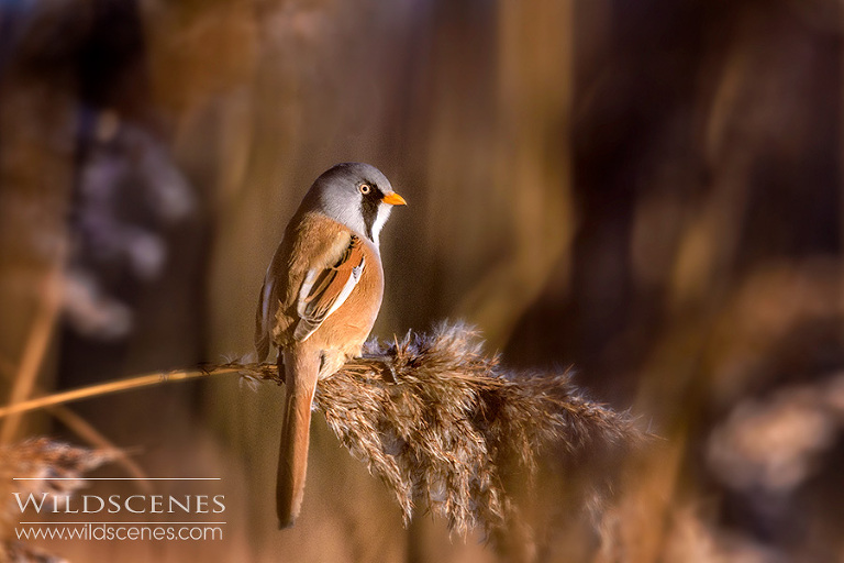 bearded tit RSPB Old Moor