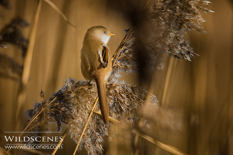 bearded tit RSPB Old Moor