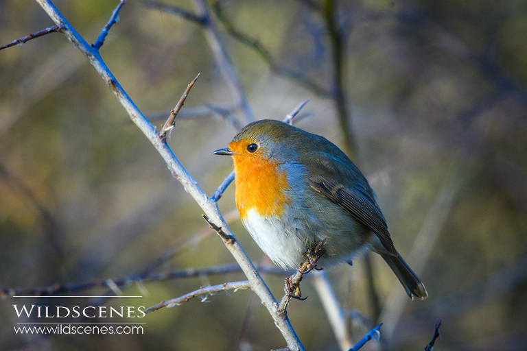 robin Old Moor RSPB