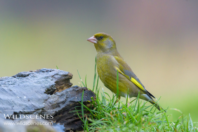 winter feeding station bird photography