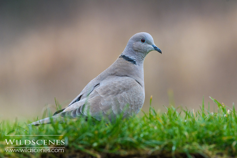 winter feeding station bird photography