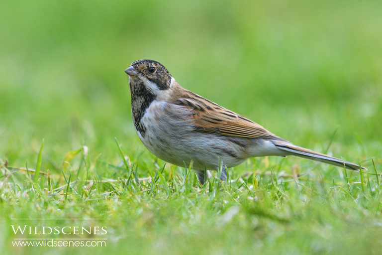 winter feeding station bird photography