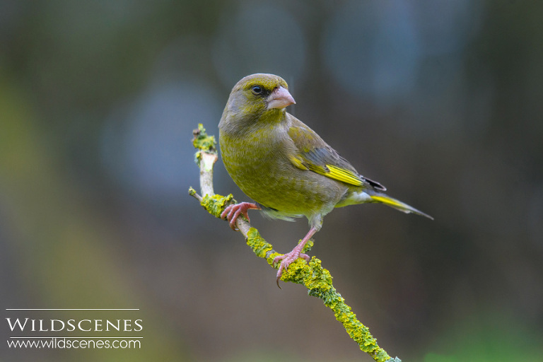 winter feeding station bird photography