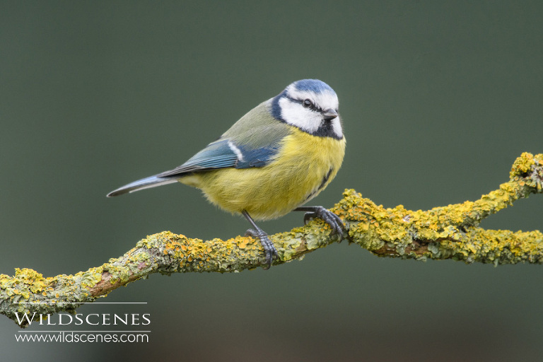 nature photography Yorkshire