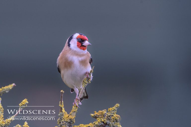 bird feeding station photography