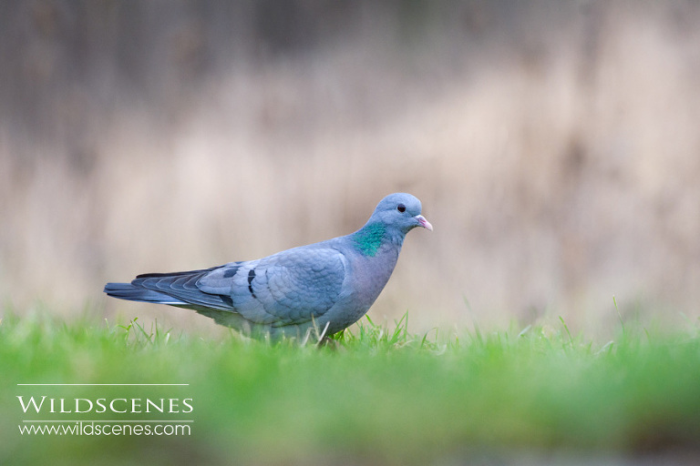 stock dove wildlife photography