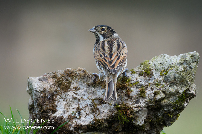 reed bunting