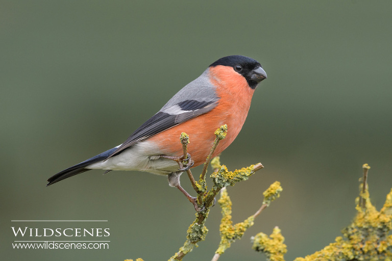 male bullfinch winter feeding station