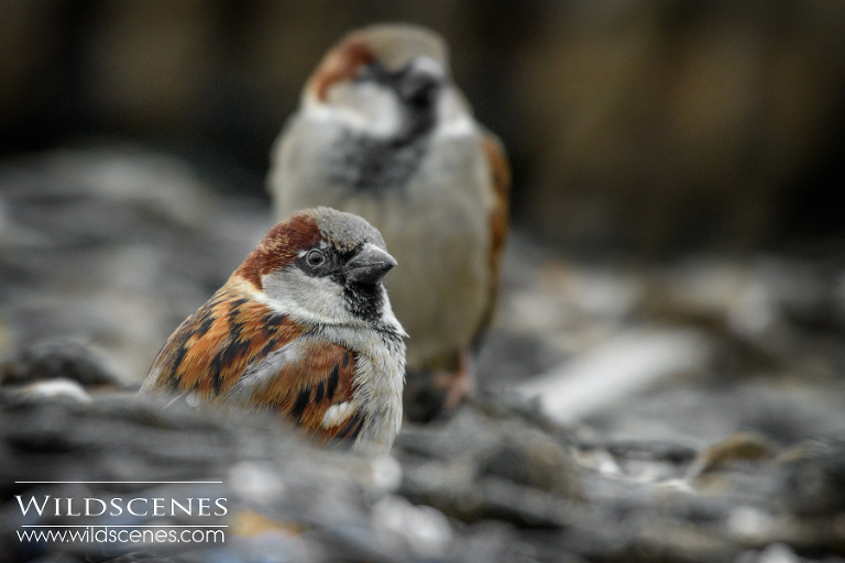 house sparrow on crab pots Yorkshire wildlife photography