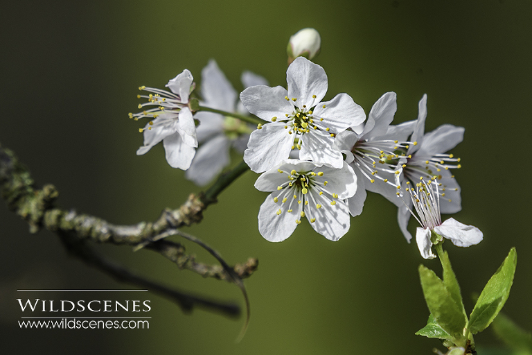 blackthorn blossom