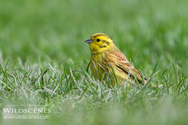 Yellowhammer male Yorkshire