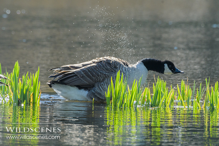wildfowl & waterbirds | canada goose backlitr