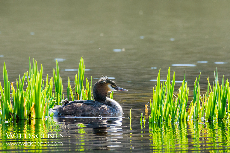 great crested grebe Mere Sands Wood