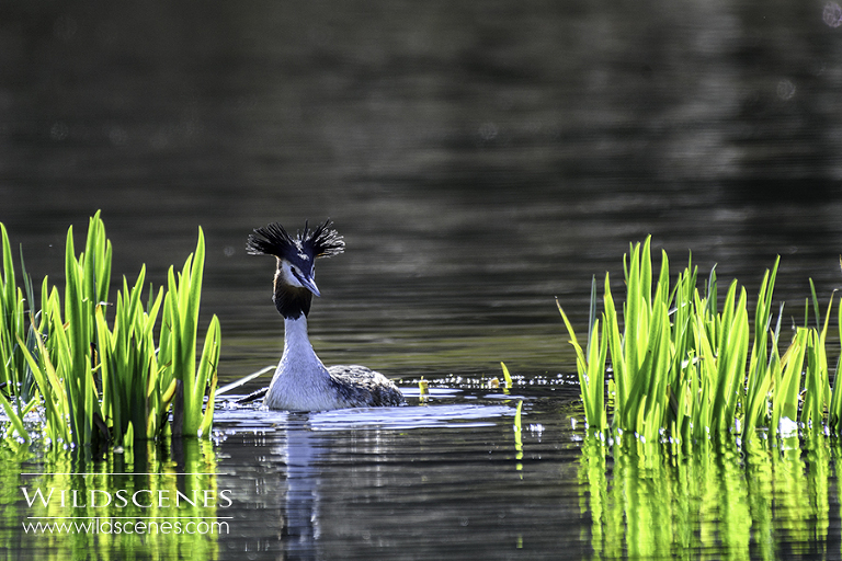 great crested grebe Mere Sands Wood