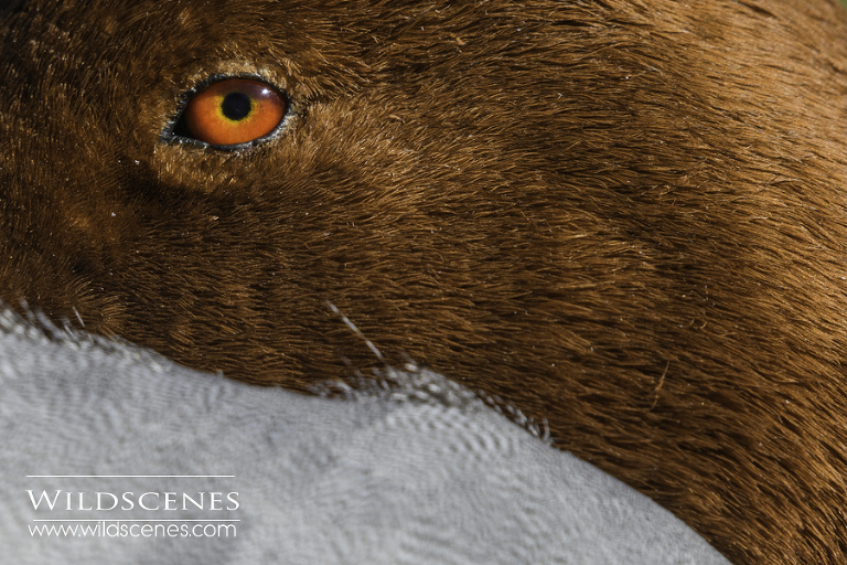 wildfowl & waterbirds