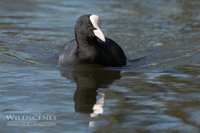 coot swimming