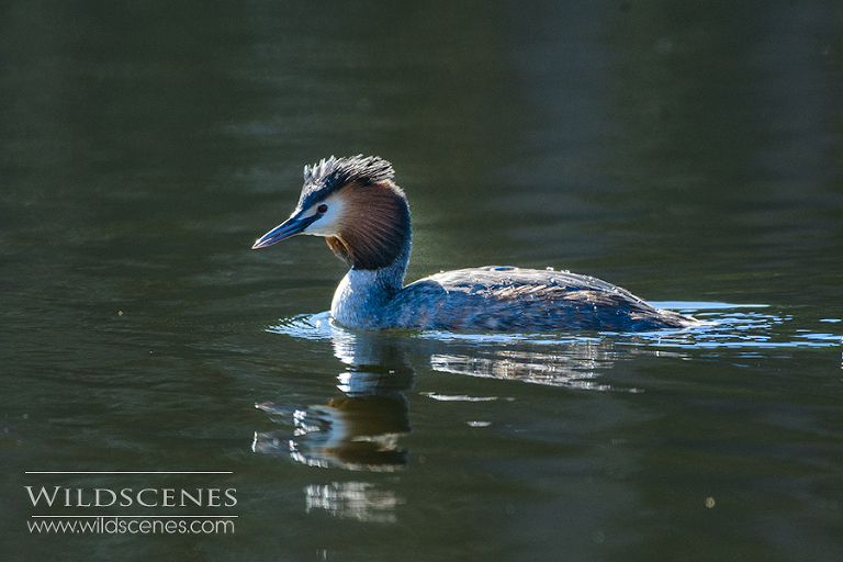 great crested grebe backlit