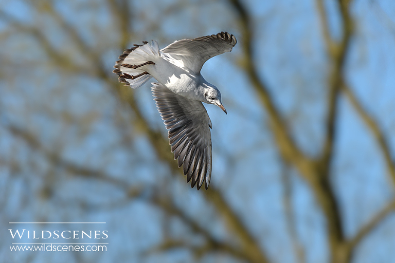black-headed gull juveniile