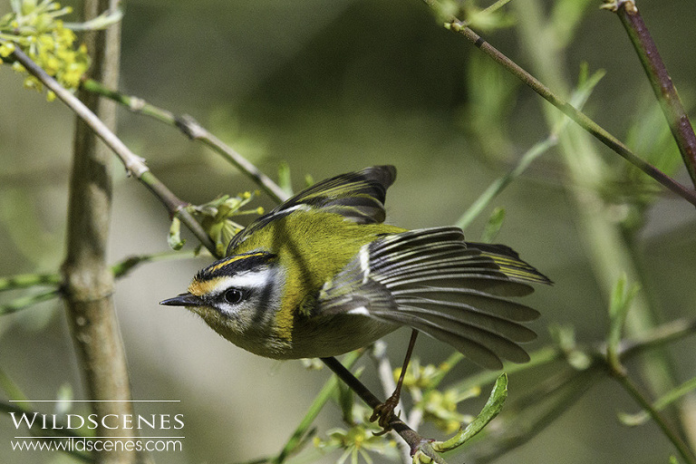 firecrest male displaying