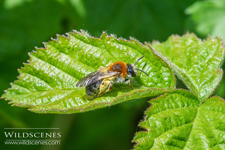 tawny mining bee