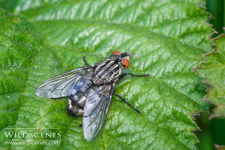 carrion fly