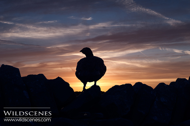 red grouse at sunset