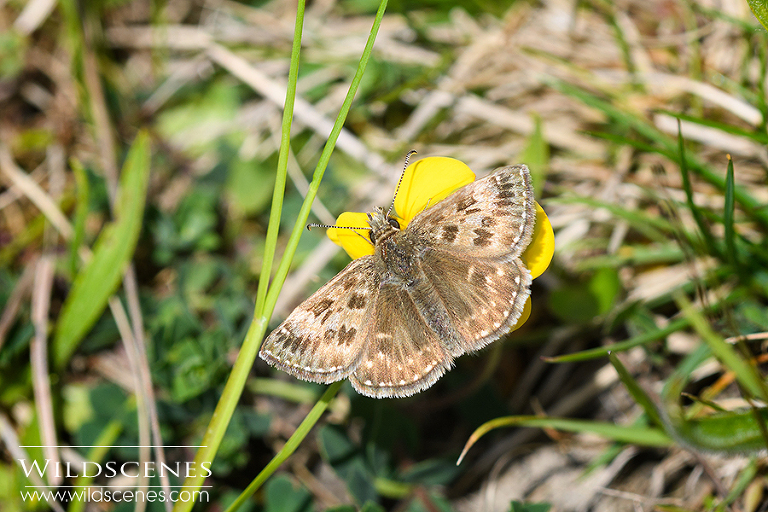 dingy skipper | beetles and butterflies 