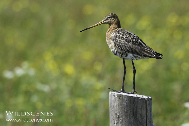bird photography on Texel