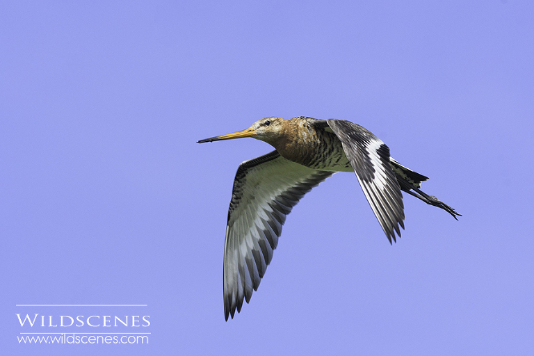 bird photography on Texel