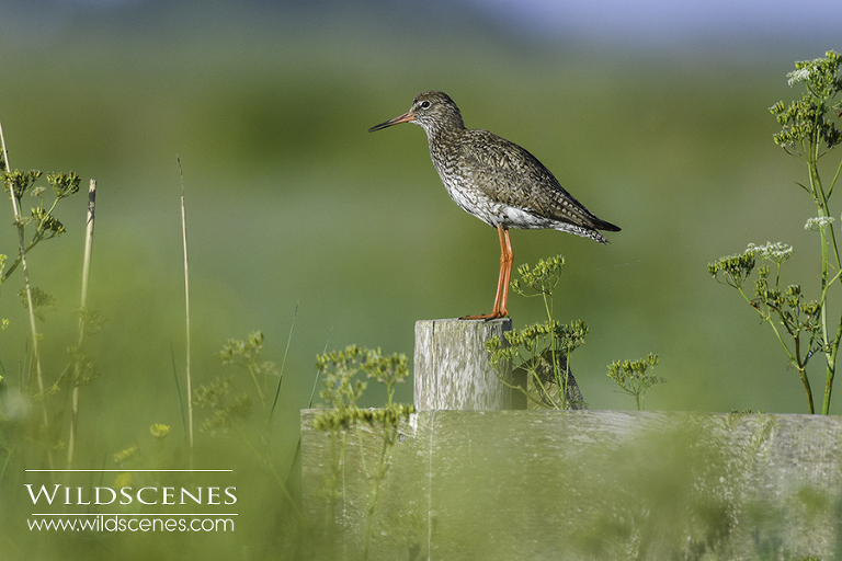 bird photography on Texel