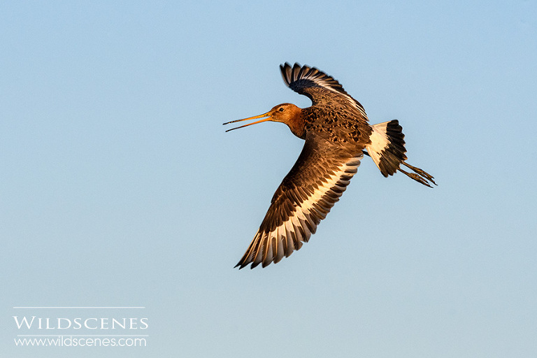 black-tailed godwit Texel