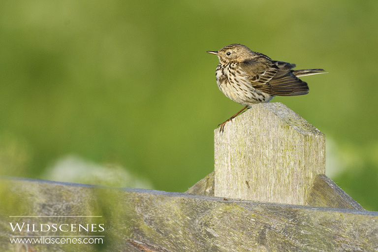 meadow pipit on Texel