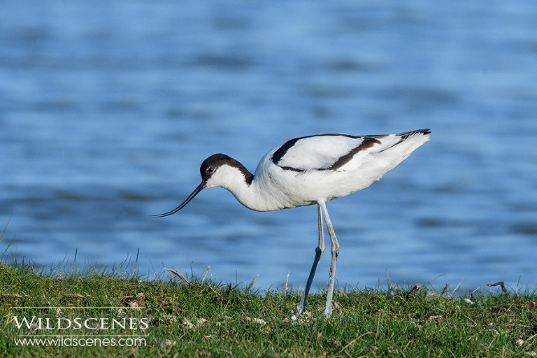 bird photography on Texel | avocet