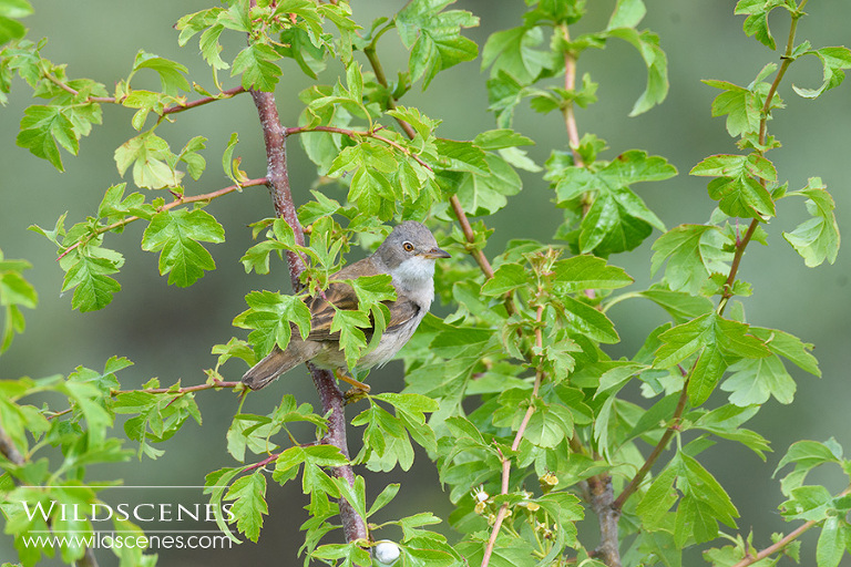 bird photography on Texel | whitethroat