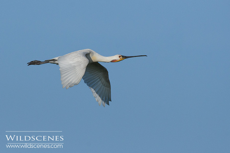 spoobill photography Texel