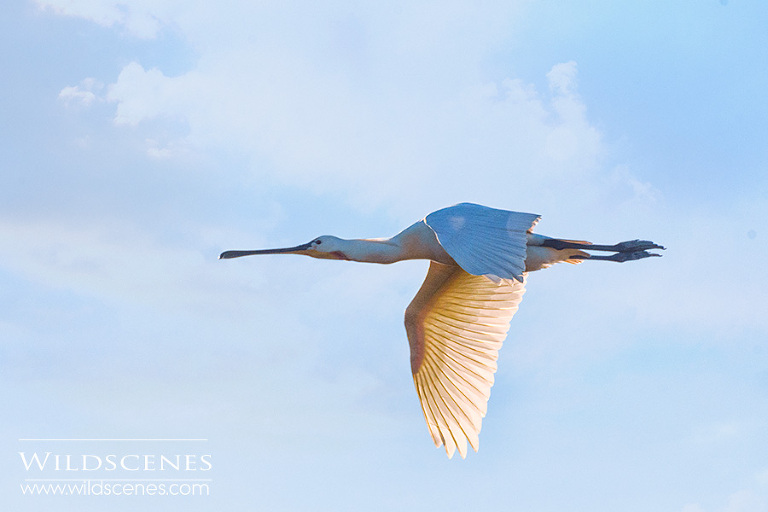 spoonbill photographed on Texel