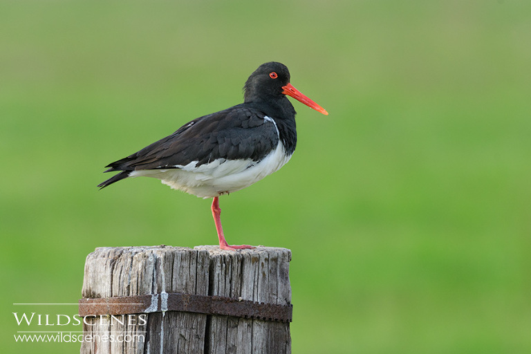 bird photography on Texel