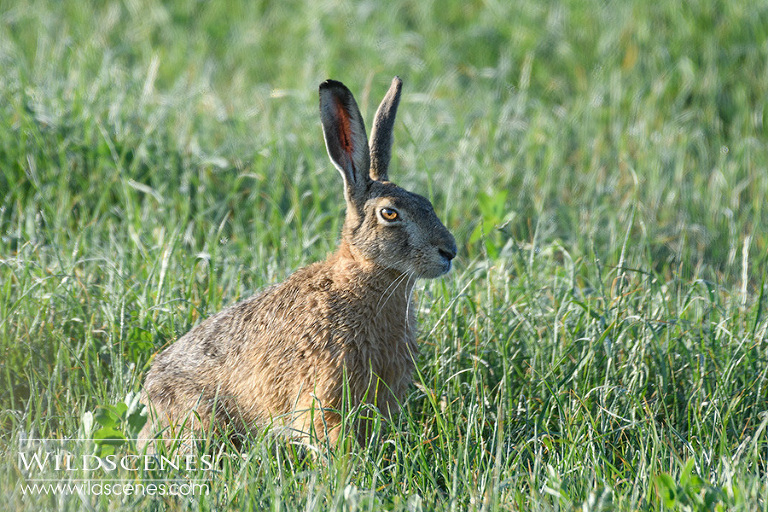 hare on Texel
