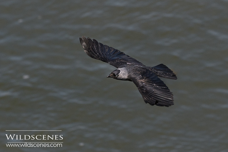bird photography on Texel