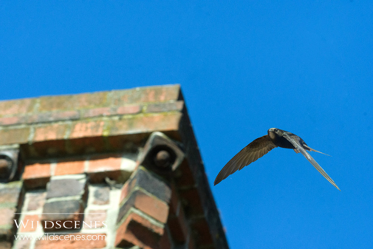common swift in flight