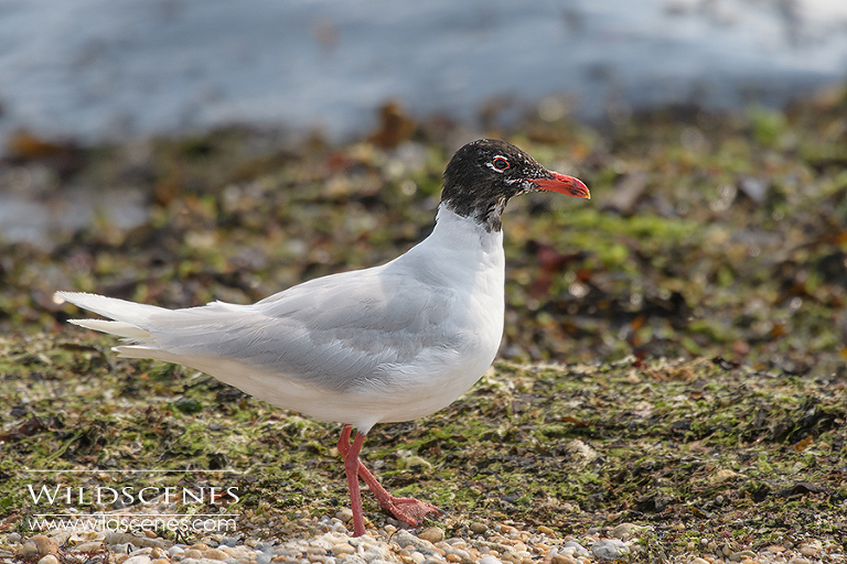 Meditteranean gull in Brittany