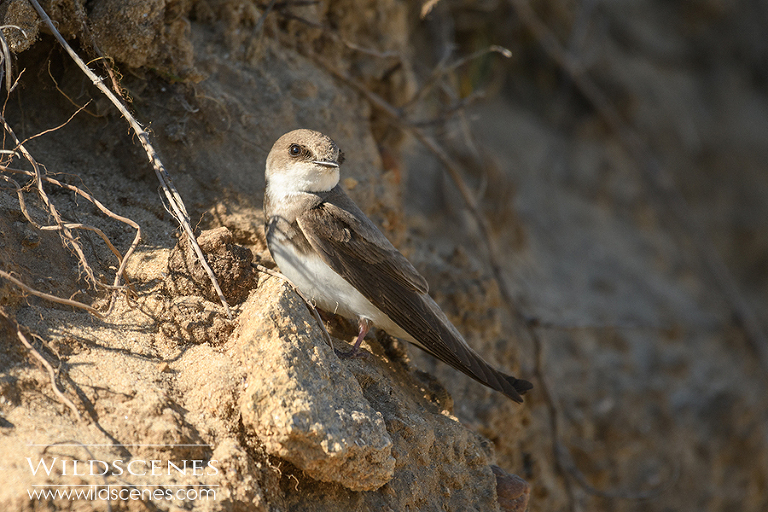 sand martin at the nest hole