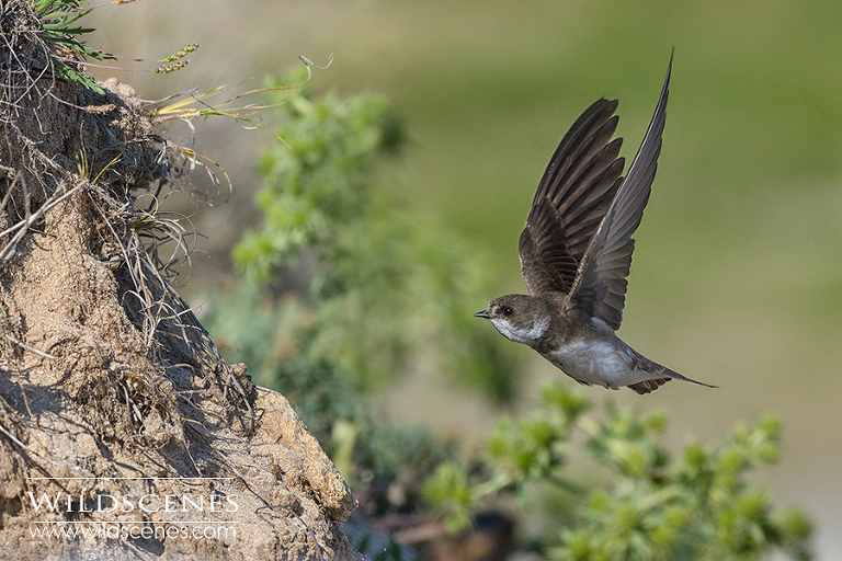 Sand martin in flight