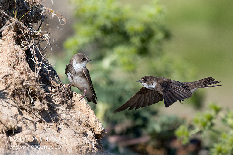 Sand martin in flight